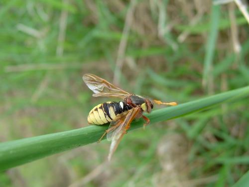 Cimbex quadrimaculatus